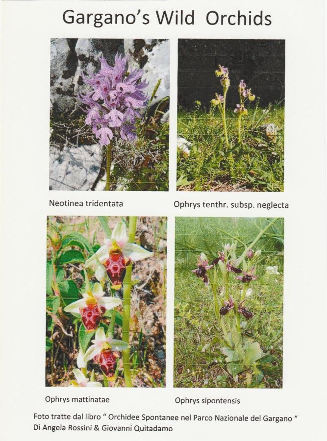 Orchidea Mattinata Parco Del Gargano Apartment ภายนอก รูปภาพ