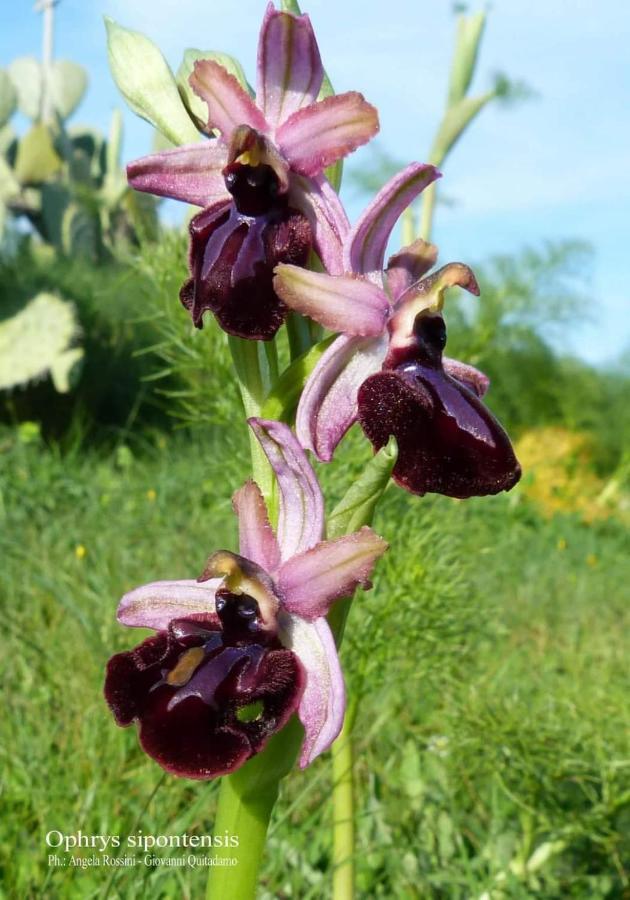 Orchidea Mattinata Parco Del Gargano Apartment ภายนอก รูปภาพ