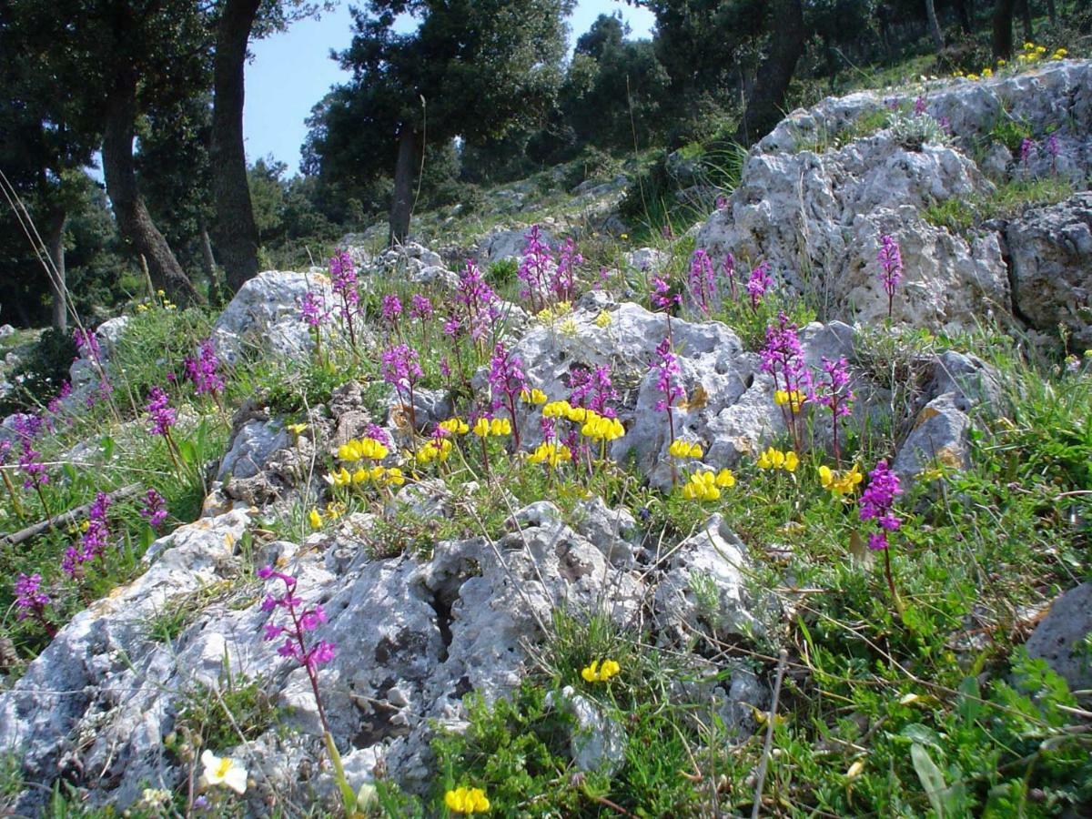 Orchidea Mattinata Parco Del Gargano Apartment ภายนอก รูปภาพ