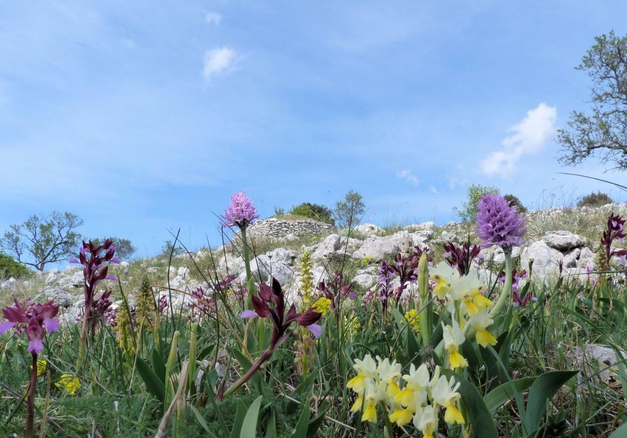 Orchidea Mattinata Parco Del Gargano Apartment ภายนอก รูปภาพ