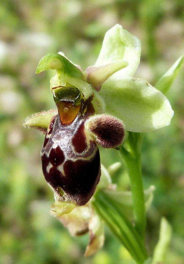 Orchidea Mattinata Parco Del Gargano Apartment ภายนอก รูปภาพ